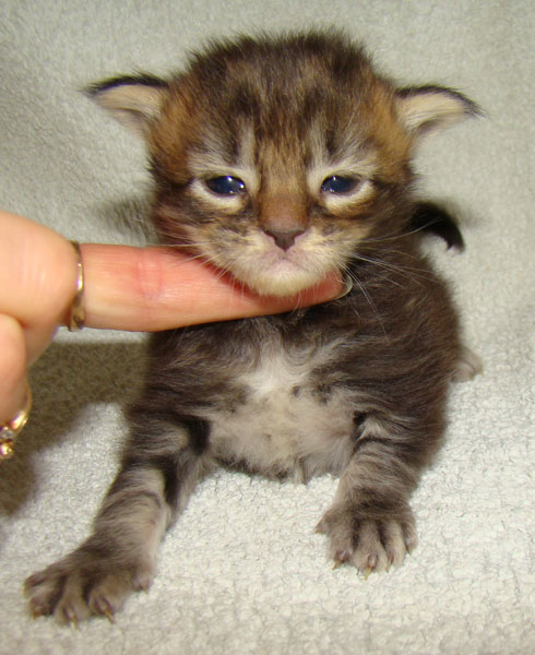     Catsvill County